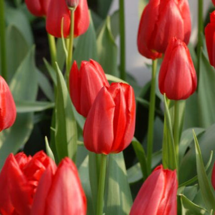 Buy Tulipa 'Red Proud' Bulbs online UK