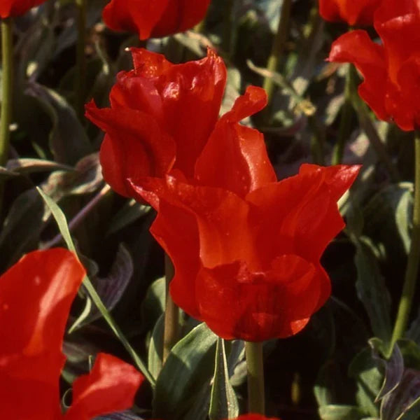 Buy Tulipa 'Red Riding Hood' Bulbs online UK