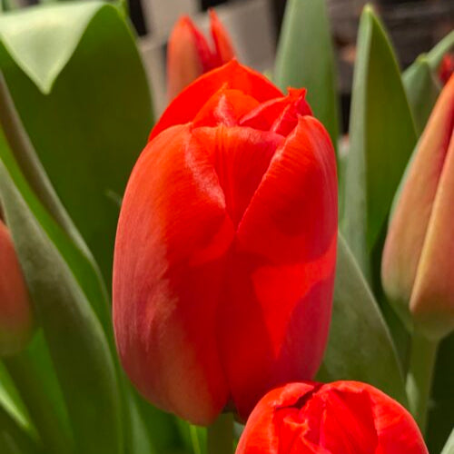 Buy Tulipa 'Red Soldier' Bulbs online UK