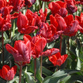 Tulipa 'Rococo' Bulbs