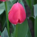 Buy Tulipa 'Rosy Delight' Bulbs online UK