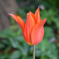 Buy Tulipa 'Royal Charm' Bulbs online UK