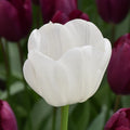 Buy Tulipa 'Royal Virgin' Bulbs online UK