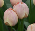 Buy Tulipa 'Salmon Van Eijk' Bulbs online UK