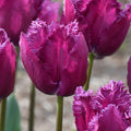 Buy Tulipa 'San Clemente' Bulbs online UK