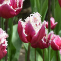 Buy Tulipa 'San Stefano' Bulbs online UK