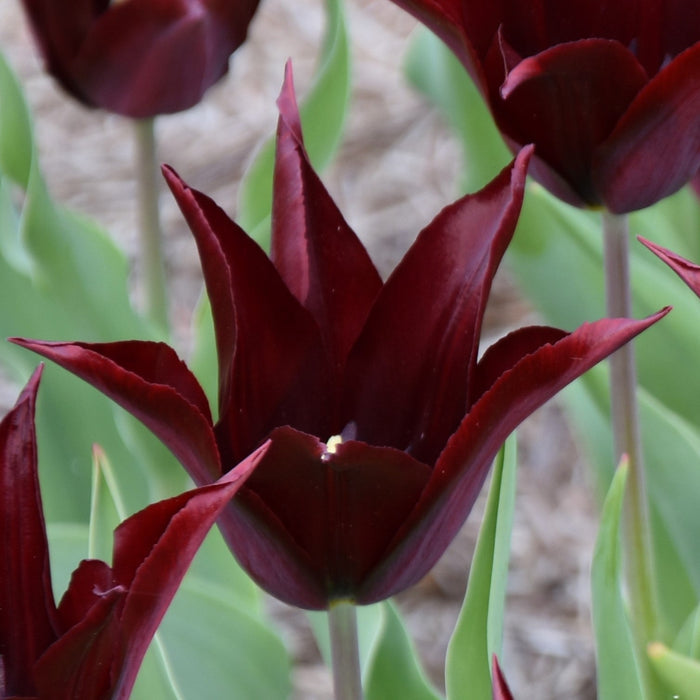 Buy Tulipa 'Sarah Raven' Bulbs online UK