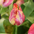 Buy Tulipa 'Saskia' Bulbs online UK