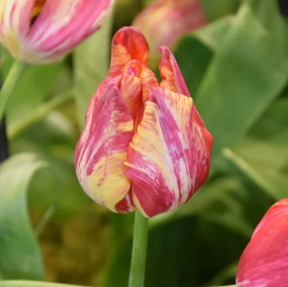Buy Tulipa 'Saskia' Bulbs online UK