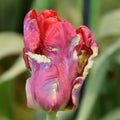 Buy Tulipa 'Seadov Parrot' Bulbs online UK