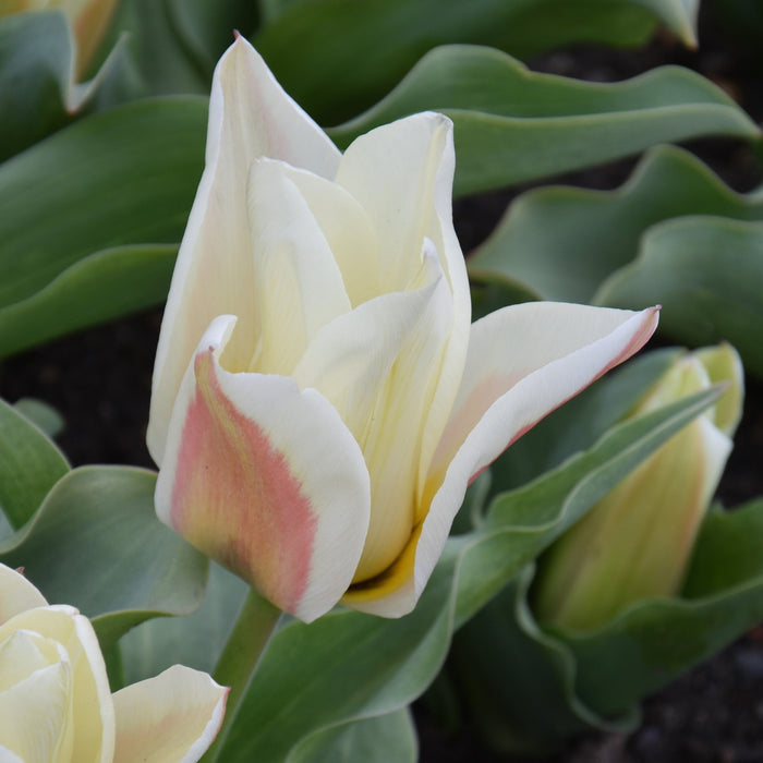 Buy Tulipa 'Serano' Bulbs online UK
