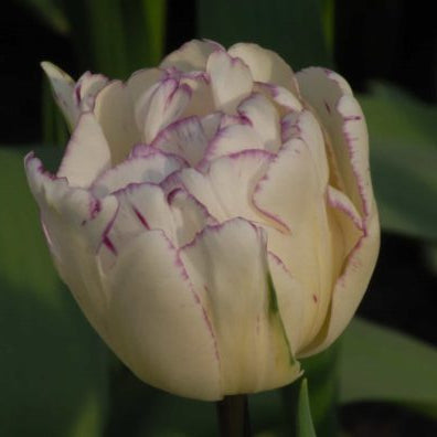 Buy Tulipa 'Shirley Double' Bulbs online UK