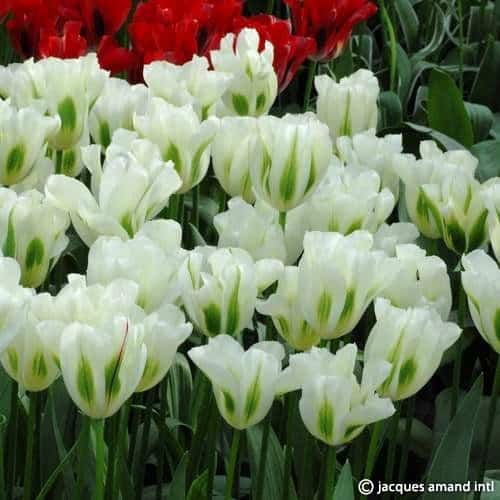 Buy Tulipa 'Spring Green' Bulbs online UK