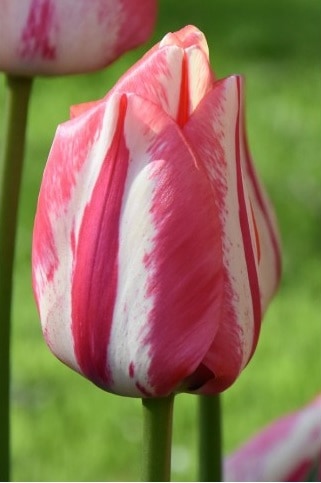 Buy Tulipa 'Spryng Break' Bulbs online UK