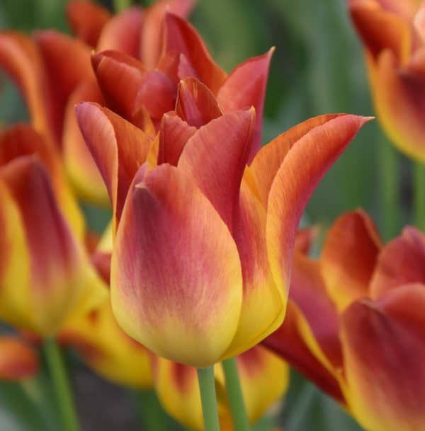 Buy Tulipa 'Striking Match' Bulbs online UK