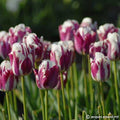 Buy Tulipa 'Striped Sail' Bulbs online UK