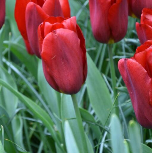 Buy Tulipa 'Strong Love' Bulbs online UK