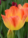 Buy Tulipa 'Suncatcher' Bulbs online UK