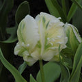 Buy Tulipa 'Super Parrot' Bulbs online UK