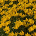 Buy Tulipa sylvestris (Wild Tulip) Bulbs online UK