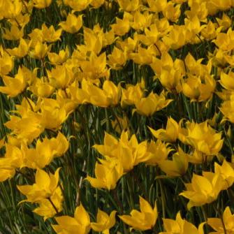 Buy Tulipa sylvestris (Wild Tulip) Bulbs online UK