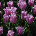 Buy Tulipa 'Synaeda Amor' Bulbs online UK