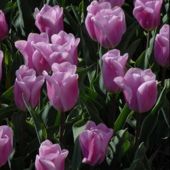Buy Tulipa 'Synaeda Amor' Bulbs online UK