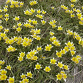 Buy Tulipa tarda (Late Tulip) Bulbs online UK
