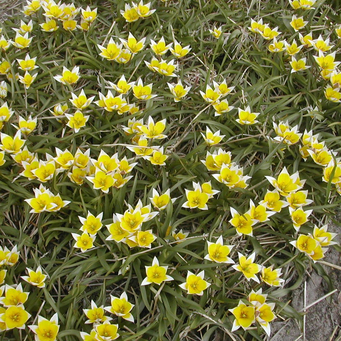 Buy Tulipa tarda (Late Tulip) Bulbs online UK