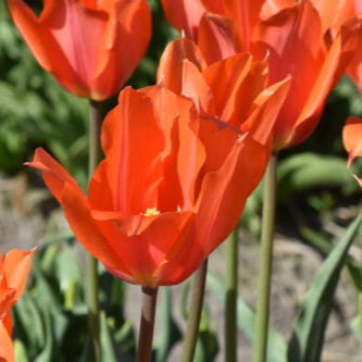 Buy Tulipa 'Temple of Beauty' Bulbs online UK