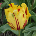 Tulipa 'Texas Flame' Bulbs