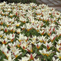 Buy Tulipa 'The First' Bulbs online UK