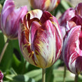 Buy Tulipa 'The Lizard' Bulbs online UK