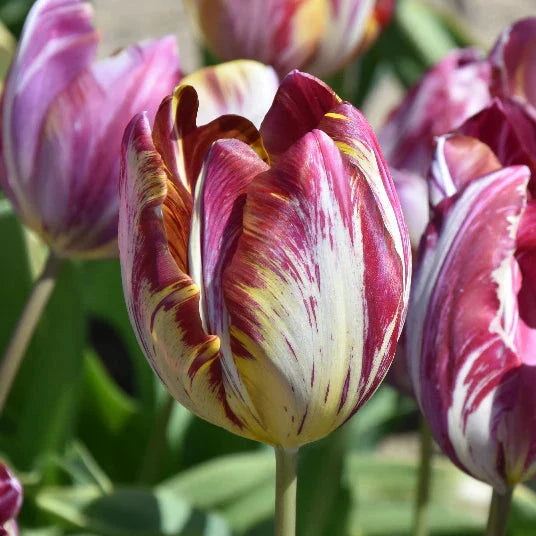 Buy Tulipa 'The Lizard' Bulbs online UK