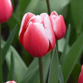Buy Tulipa 'Timeless' Bulbs online UK