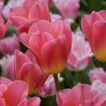 Buy Tulipa 'Tom Pouce' Bulbs online UK