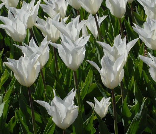 Buy Tulipa 'Tres Chic' Bulbs online UK