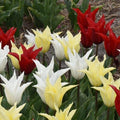 Buy Tulipa 'Tres Chic' Festival Bulbs online UK
