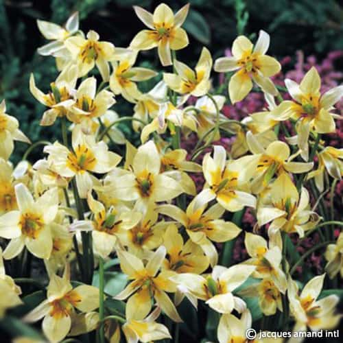 Buy Tulipa turkestanica (Turkestan Tulip) Bulbs online UK