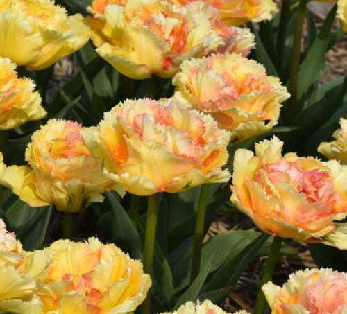 Buy Tulipa 'Vaya Con Dios' Bulbs online UK