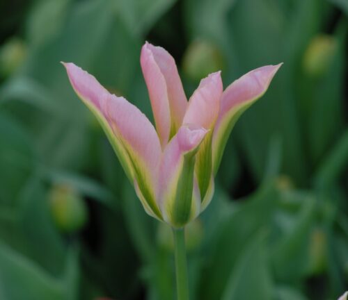 Buy Tulipa 'ViriChic' Bulbs online UK
