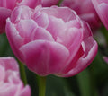 Buy Tulipa 'Vogue' Bulbs online UK