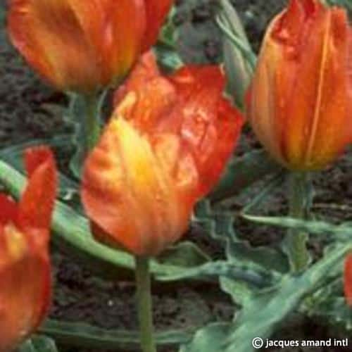 Buy Tulipa vvedenskyi 'Tangerine Beauty' Bulbs online UK