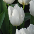Buy Tulipa 'White Prince' Bulbs online UK