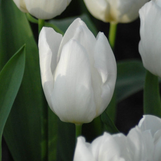 Buy Tulipa 'White Prince' Bulbs online UK