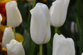 Buy Tulipa 'White Proud' Bulbs online UK