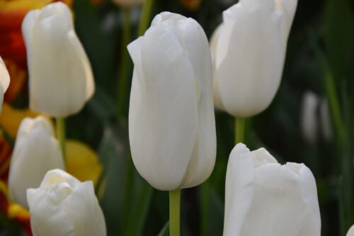 Buy Tulipa 'White Proud' Bulbs online UK