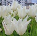 Buy Tulipa 'White Triumphator' Bulbs online UK
