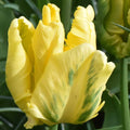 Buy Tulipa 'Yellow Madonna' Bulbs online UK