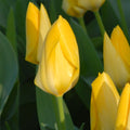 Buy Tulipa 'Yellow Purissima' Bulbs online UK